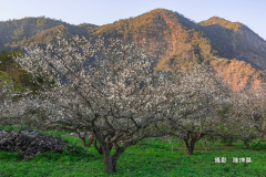 53923d30-陳坤莫寒梅綻放於冬雪-5