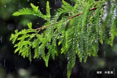 46林鳳儀-思念的雨FEN_7173