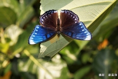 廖素珠 JPG 八重山紫蛺蝶@20090820綠島 IMG_0554