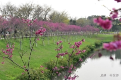 林敏郎櫻花公園011