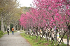 林敏郎花公園001