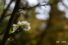 王愛理DSC_4954