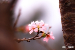 10803-櫻花雪-陳香君 (1)