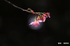 10803-櫻花雪-陳香君 (2)