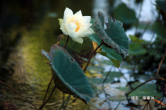 廖素珠 JPG@20190713台東森林公園生態池白荷IMG_0753