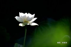 林敏郎2018-05-19 景賢公園荷花4