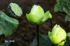 陳坤莫108_7_7平拍之旅4687雙溪荷花_1