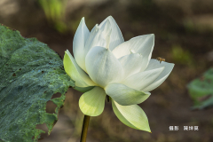 陳坤莫108_7_7平拍之旅4689雙溪荷花_3