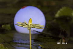 陳坤莫108_7_7平拍之旅4896雙溪白蓮花