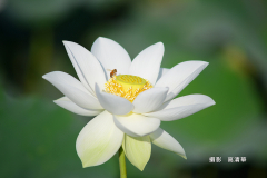 高清華-白蓮花 (1)