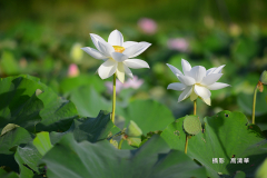 高清華-白蓮花 (4)