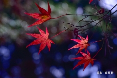 邱嘉祥_DSC0053