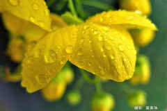 廖素珠 JPG 金色的雨滴@20190614雨中阿勃勒