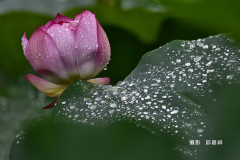 邱嘉祥_DSC0059